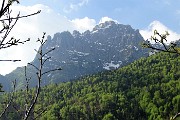 Spettacolo di crocus ai prati della Pigolotta di Valtorta il 26 aprile 2018 - FOTOGALLERY